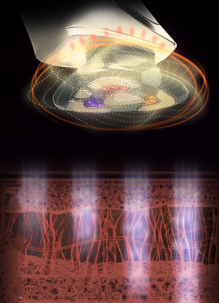 PL038 Prospera RF Radio Frequency 5 in 1 EMS Micro Current LED Light Facial Body Anti Aging Massage Device